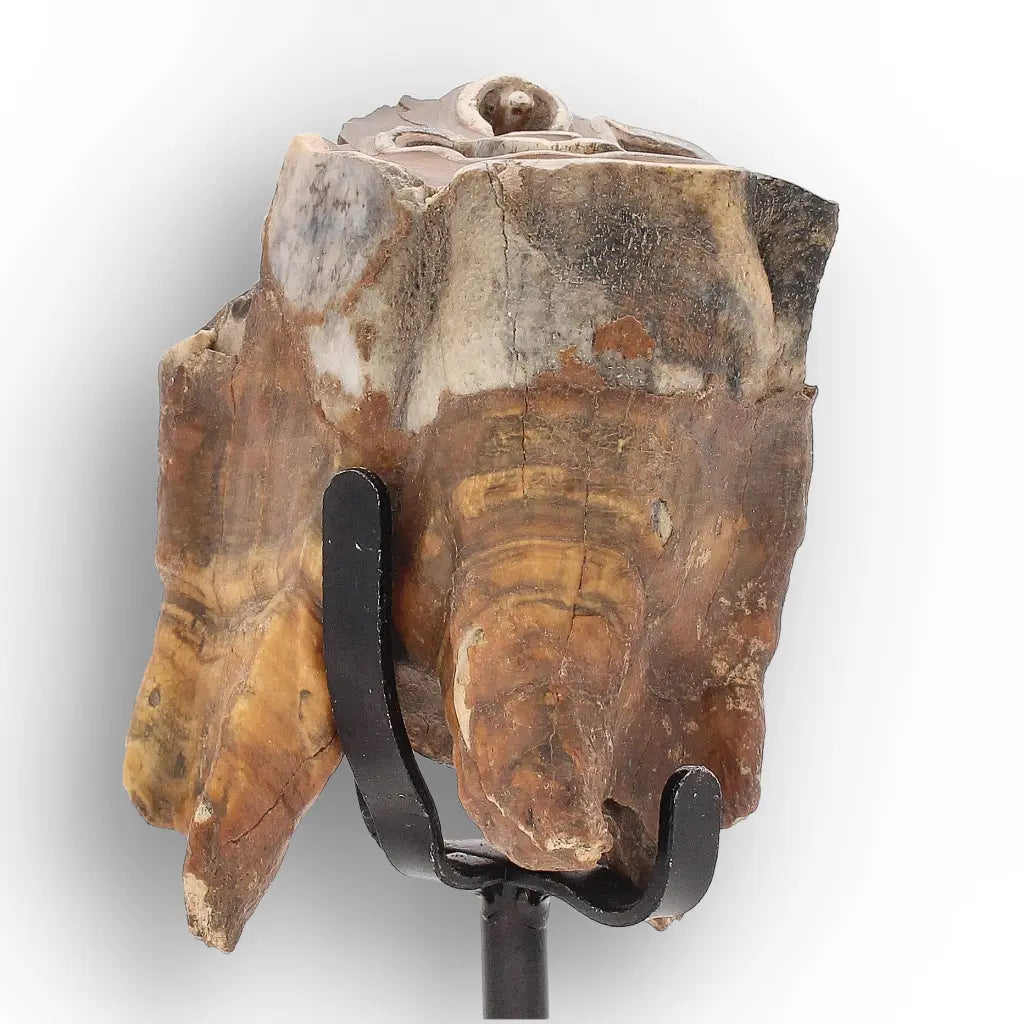 Get your Smiling Woolly Rhinoceros Tooth Fossil from Siberia online now or in store at Forever Gems in Franschhoek, South Africa