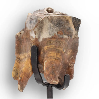 Get your Smiling Woolly Rhinoceros Tooth Fossil from Siberia online now or in store at Forever Gems in Franschhoek, South Africa
