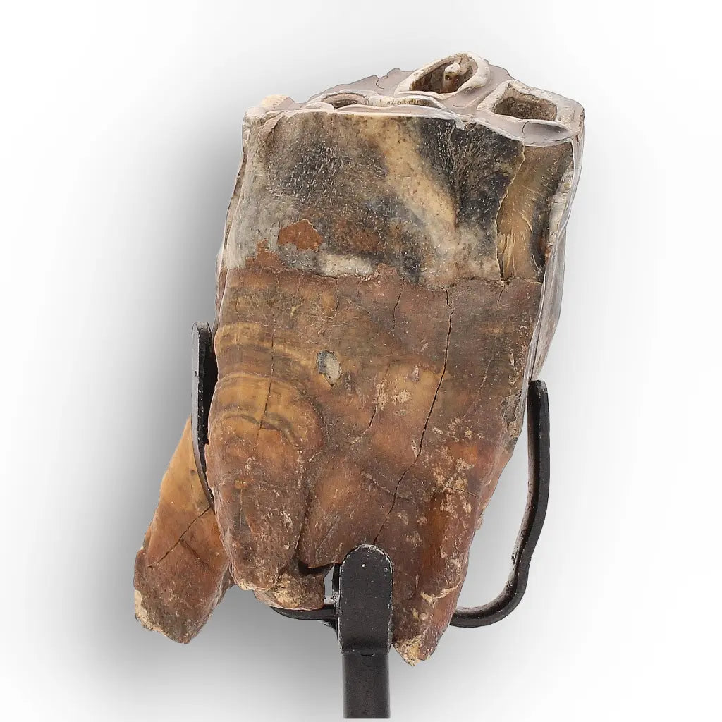 Get your Smiling Woolly Rhinoceros Tooth Fossil from Siberia online now or in store at Forever Gems in Franschhoek, South Africa