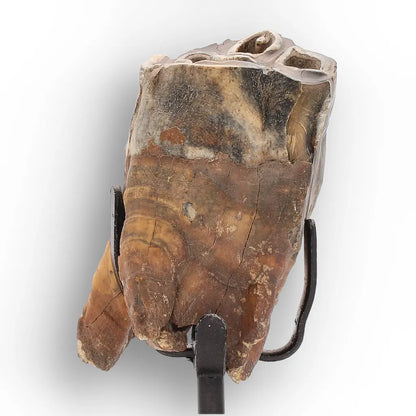 Get your Smiling Woolly Rhinoceros Tooth Fossil from Siberia online now or in store at Forever Gems in Franschhoek, South Africa