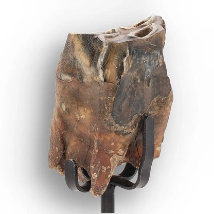 Get your Smiling Woolly Rhinoceros Tooth Fossil from Siberia online now or in store at Forever Gems in Franschhoek, South Africa