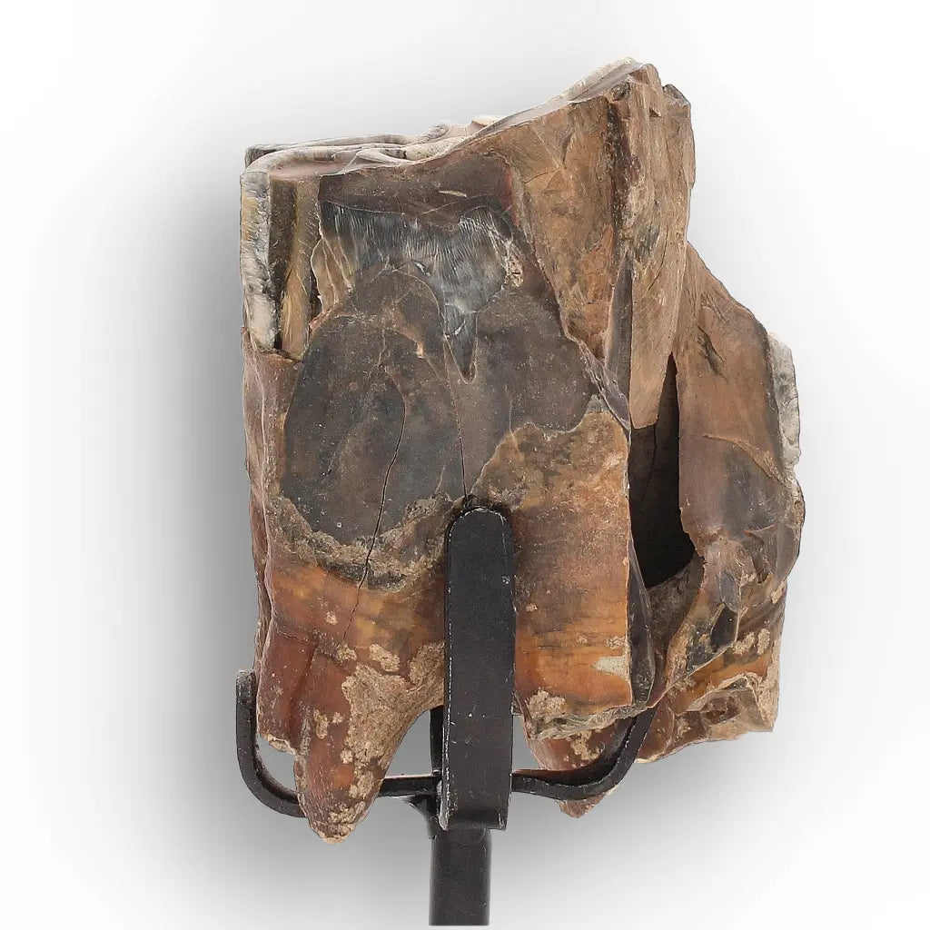 Get your Smiling Woolly Rhinoceros Tooth Fossil from Siberia online now or in store at Forever Gems in Franschhoek, South Africa