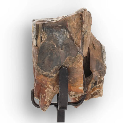 Get your Smiling Woolly Rhinoceros Tooth Fossil from Siberia online now or in store at Forever Gems in Franschhoek, South Africa