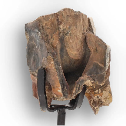 Get your Smiling Woolly Rhinoceros Tooth Fossil from Siberia online now or in store at Forever Gems in Franschhoek, South Africa
