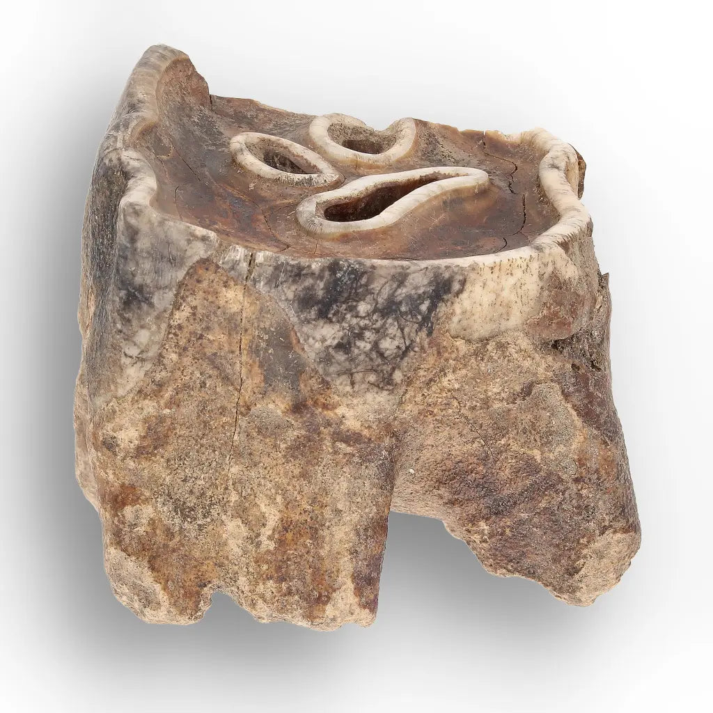 Get your Ice Age Woolly Rhino Tooth Fossil – Siberia Relic online now or in store at Forever Gems in Franschhoek, South Africa