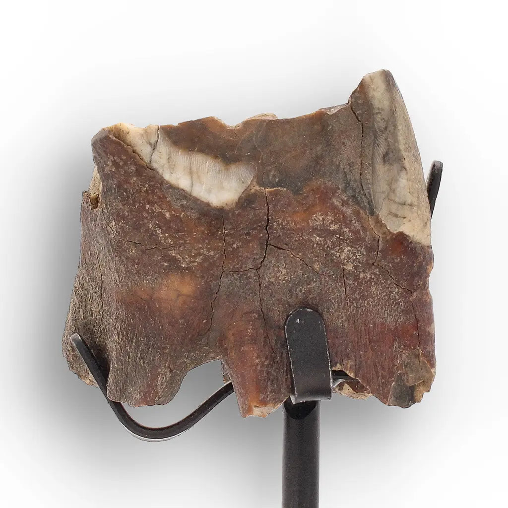 Get your Ice Age Woolly Rhino Tooth Fossil – Siberia Relic online now or in store at Forever Gems in Franschhoek, South Africa