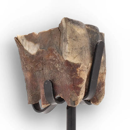 Get your Ice Age Woolly Rhino Tooth Fossil – Siberia Relic online now or in store at Forever Gems in Franschhoek, South Africa