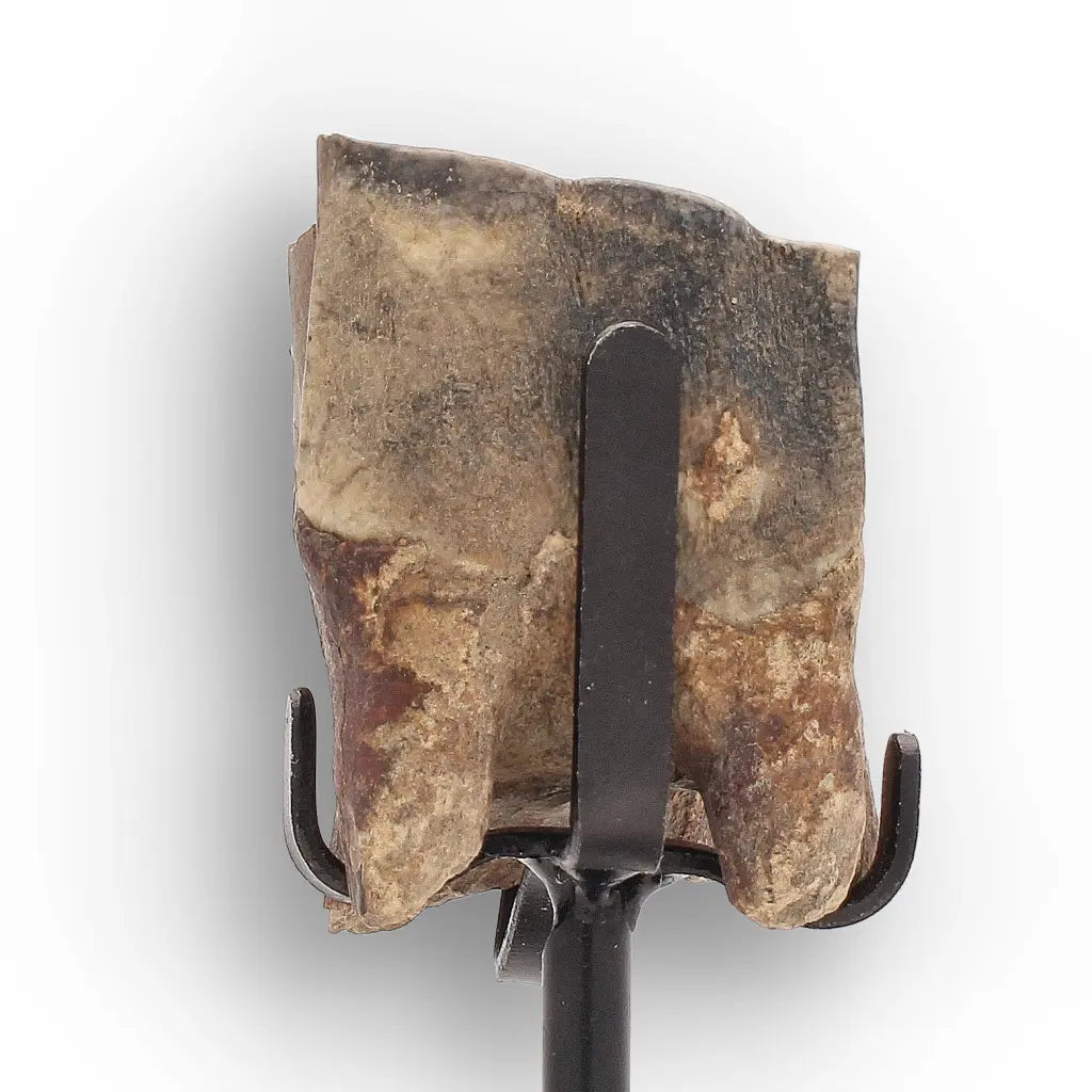 Get your Ice Age Woolly Rhino Tooth Fossil – Siberia Relic online now or in store at Forever Gems in Franschhoek, South Africa