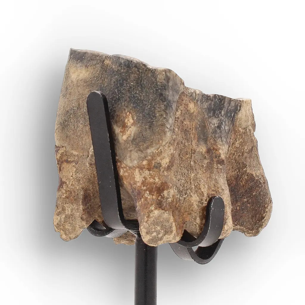 Get your Ice Age Woolly Rhino Tooth Fossil – Siberia Relic online now or in store at Forever Gems in Franschhoek, South Africa