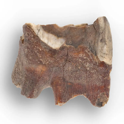 Get your Ice Age Woolly Rhino Tooth Fossil – Siberia Relic online now or in store at Forever Gems in Franschhoek, South Africa