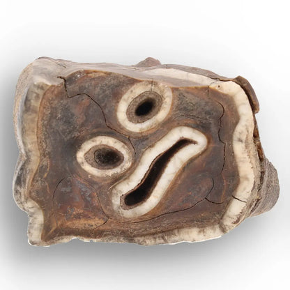 Get your Ice Age Woolly Rhino Tooth Fossil – Siberia Relic online now or in store at Forever Gems in Franschhoek, South Africa