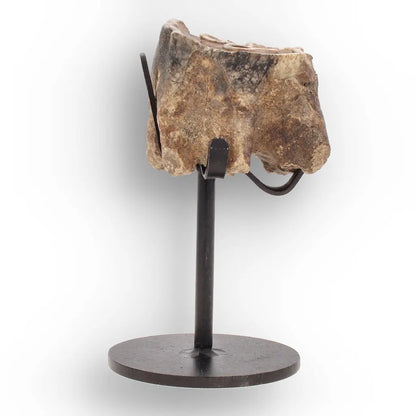 Get your Ice Age Woolly Rhino Tooth Fossil – Siberia Relic online now or in store at Forever Gems in Franschhoek, South Africa