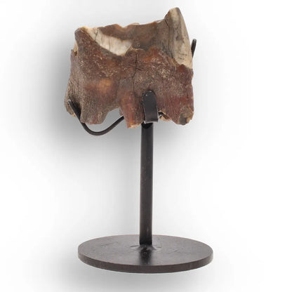 Get your Ice Age Woolly Rhino Tooth Fossil – Siberia Relic online now or in store at Forever Gems in Franschhoek, South Africa