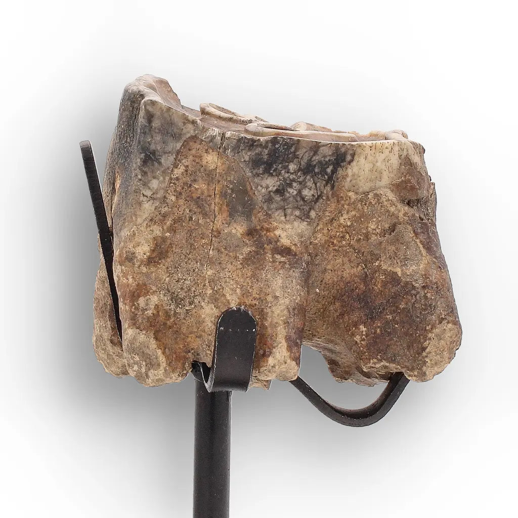 Get your Ice Age Woolly Rhino Tooth Fossil – Siberia Relic online now or in store at Forever Gems in Franschhoek, South Africa