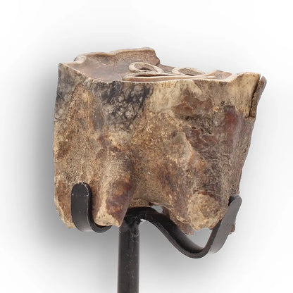 Get your Ice Age Woolly Rhino Tooth Fossil – Siberia Relic online now or in store at Forever Gems in Franschhoek, South Africa
