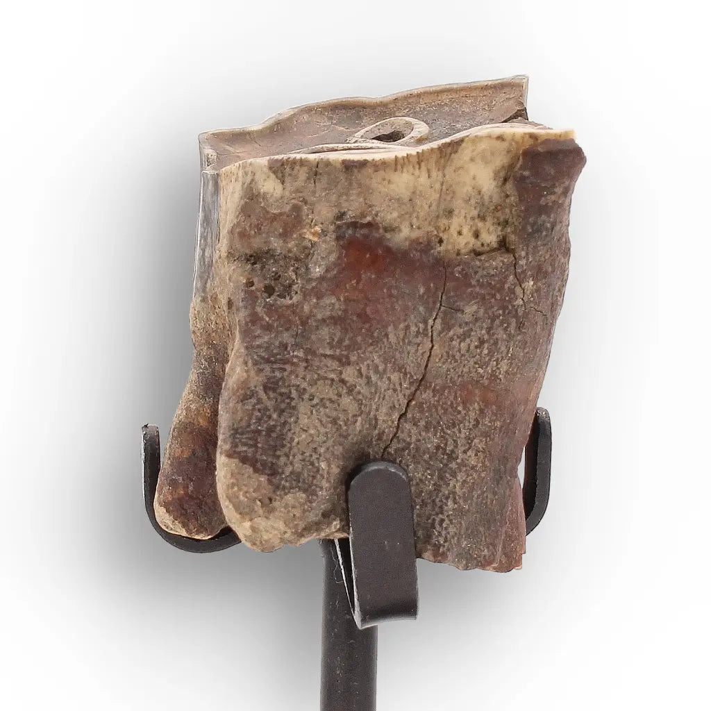 Get your Ice Age Woolly Rhino Tooth Fossil – Siberia Relic online now or in store at Forever Gems in Franschhoek, South Africa