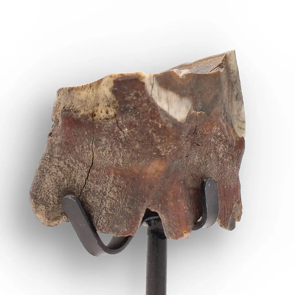 Get your Ice Age Woolly Rhino Tooth Fossil – Siberia Relic online now or in store at Forever Gems in Franschhoek, South Africa