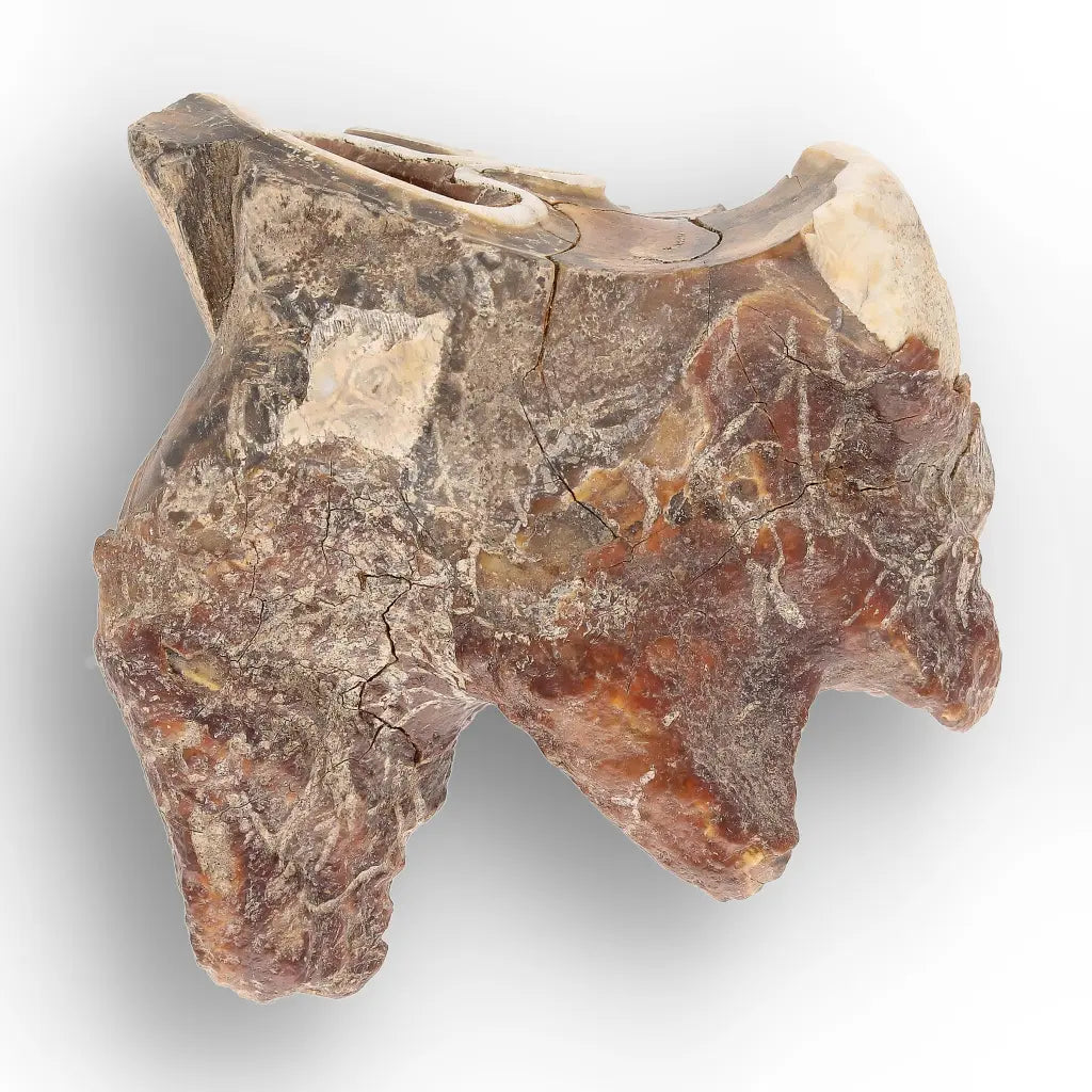 Get your Ice Age Woolly Rhinoceros Tooth Fossil – Siberian Find online now or in store at Forever Gems in Franschhoek, South Africa