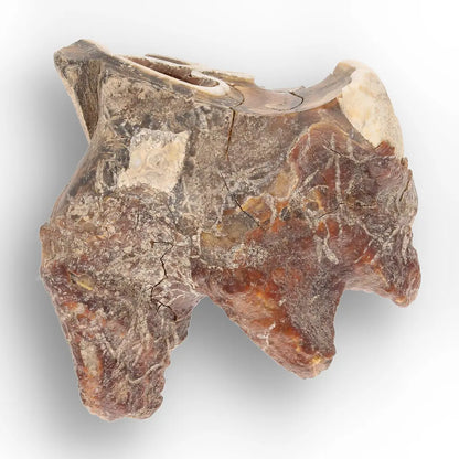 Get your Ice Age Woolly Rhinoceros Tooth Fossil – Siberian Find online now or in store at Forever Gems in Franschhoek, South Africa