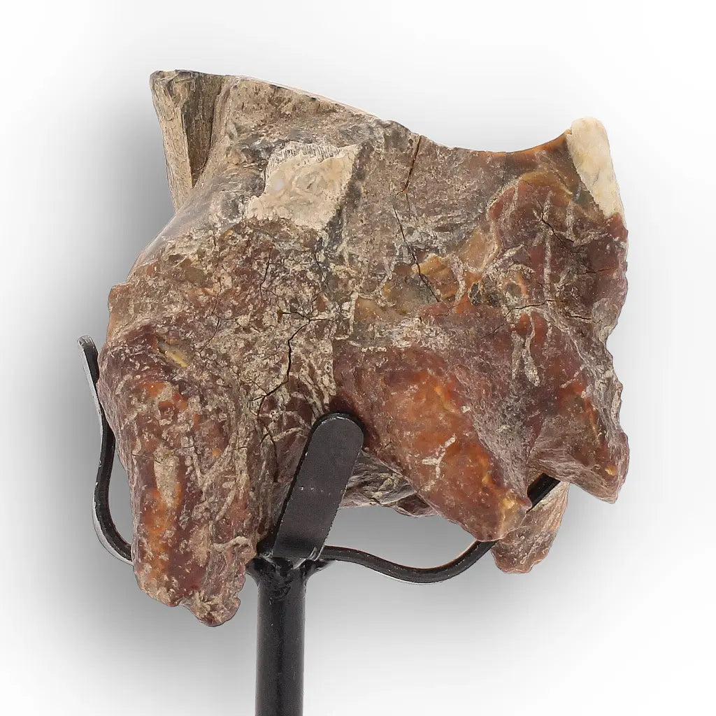 Get your Ice Age Woolly Rhinoceros Tooth Fossil – Siberian Find online now or in store at Forever Gems in Franschhoek, South Africa