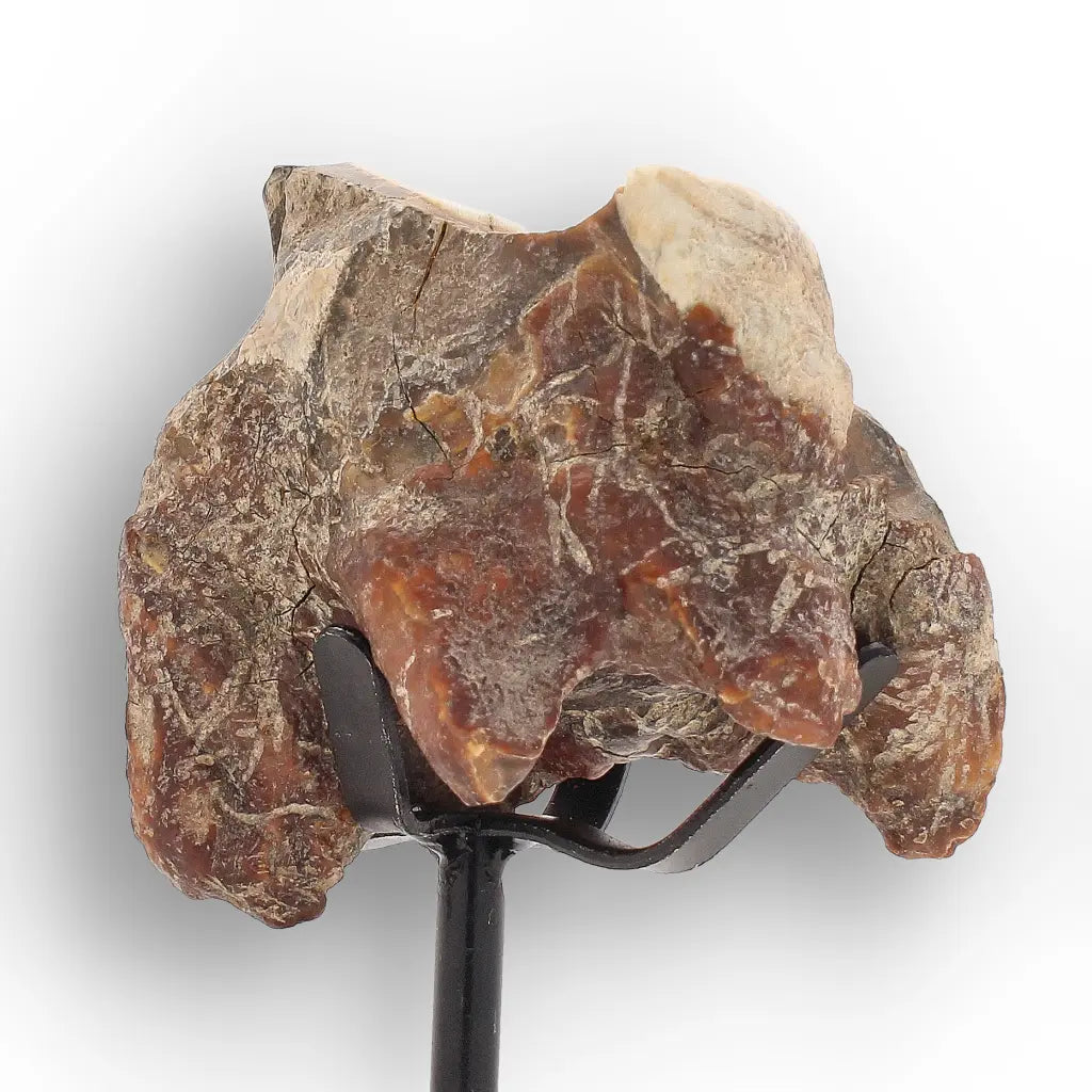 Get your Ice Age Woolly Rhinoceros Tooth Fossil – Siberian Find online now or in store at Forever Gems in Franschhoek, South Africa