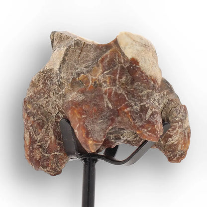 Get your Ice Age Woolly Rhinoceros Tooth Fossil – Siberian Find online now or in store at Forever Gems in Franschhoek, South Africa