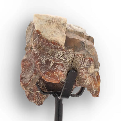 Get your Ice Age Woolly Rhinoceros Tooth Fossil – Siberian Find online now or in store at Forever Gems in Franschhoek, South Africa