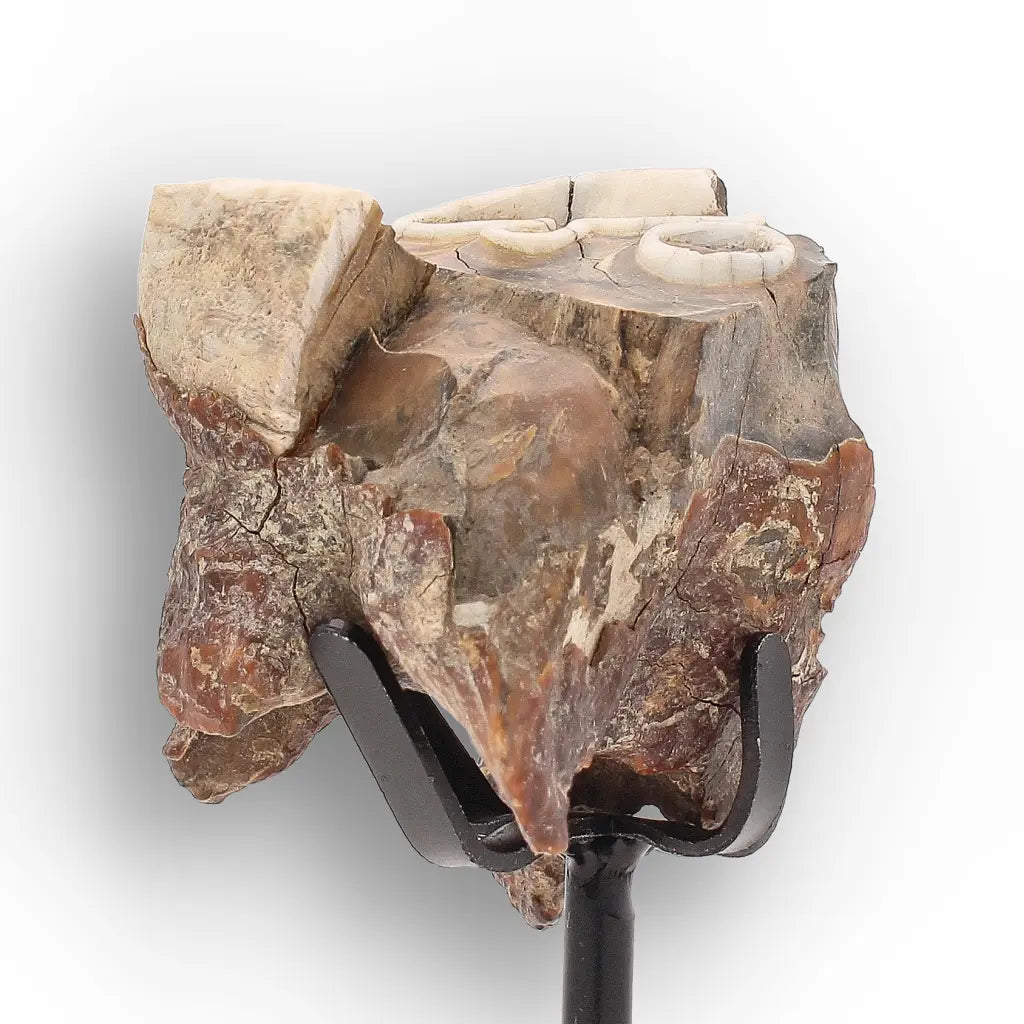 Get your Ice Age Woolly Rhinoceros Tooth Fossil – Siberian Find online now or in store at Forever Gems in Franschhoek, South Africa