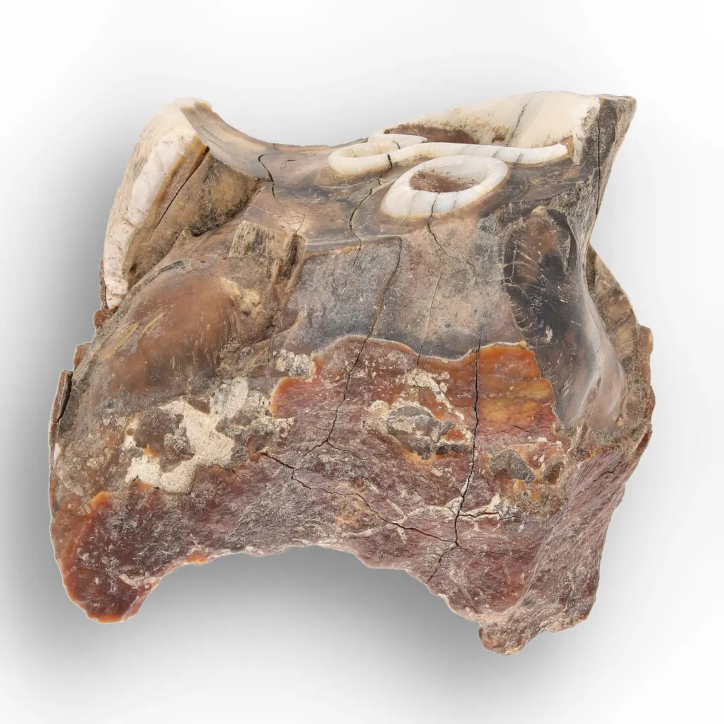 Get your Ice Age Woolly Rhinoceros Tooth Fossil – Siberian Find online now or in store at Forever Gems in Franschhoek, South Africa