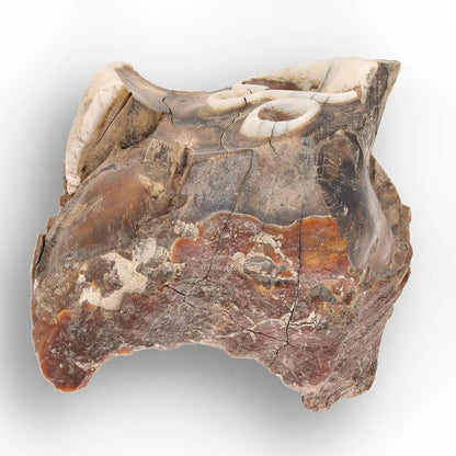 Get your Ice Age Woolly Rhinoceros Tooth Fossil – Siberian Find online now or in store at Forever Gems in Franschhoek, South Africa