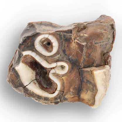 Get your Ice Age Woolly Rhinoceros Tooth Fossil – Siberian Find online now or in store at Forever Gems in Franschhoek, South Africa