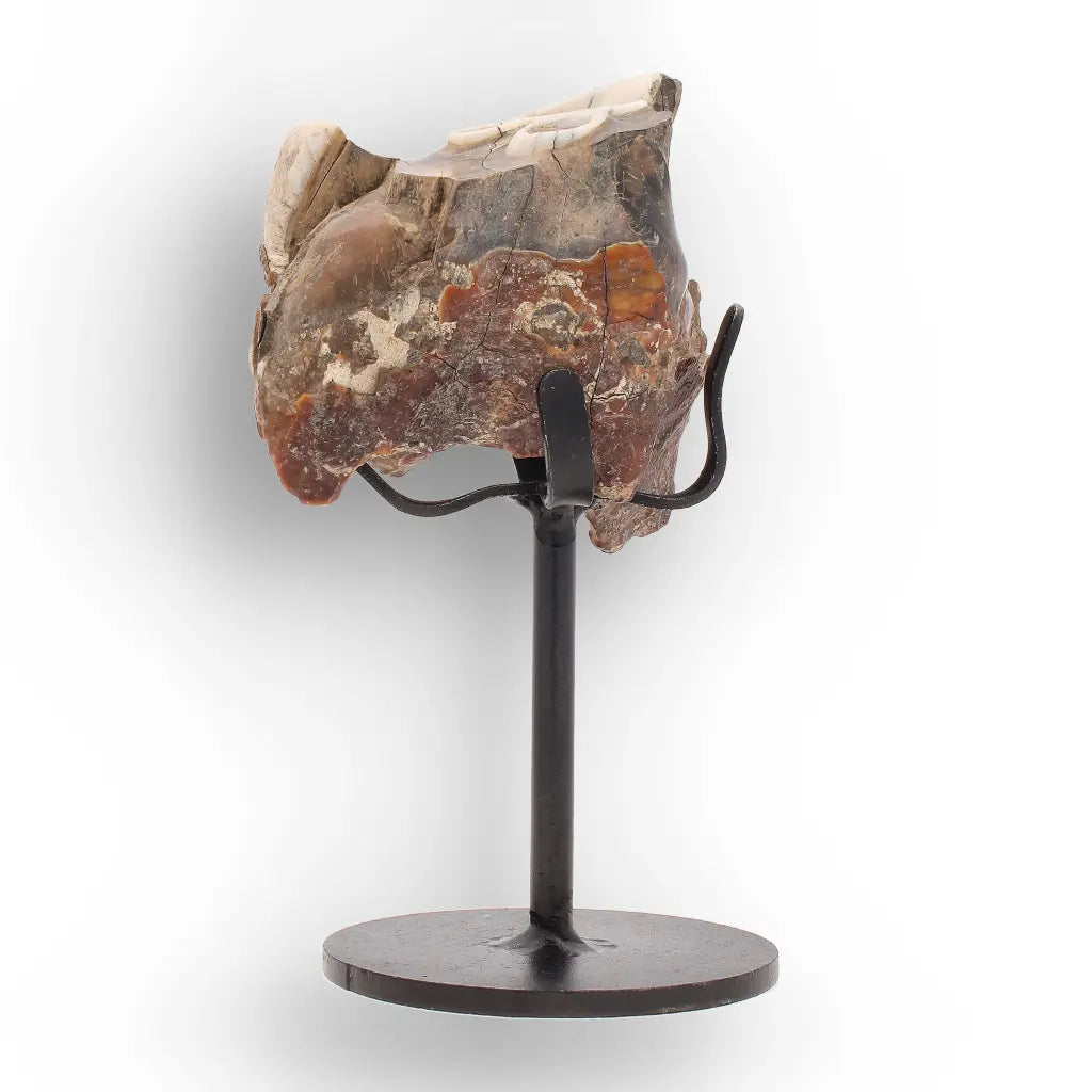 Get your Ice Age Woolly Rhinoceros Tooth Fossil – Siberian Find online now or in store at Forever Gems in Franschhoek, South Africa