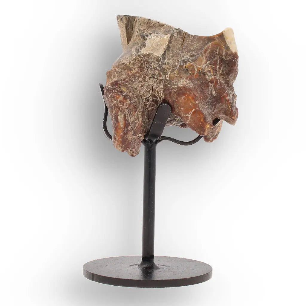 Get your Ice Age Woolly Rhinoceros Tooth Fossil – Siberian Find online now or in store at Forever Gems in Franschhoek, South Africa