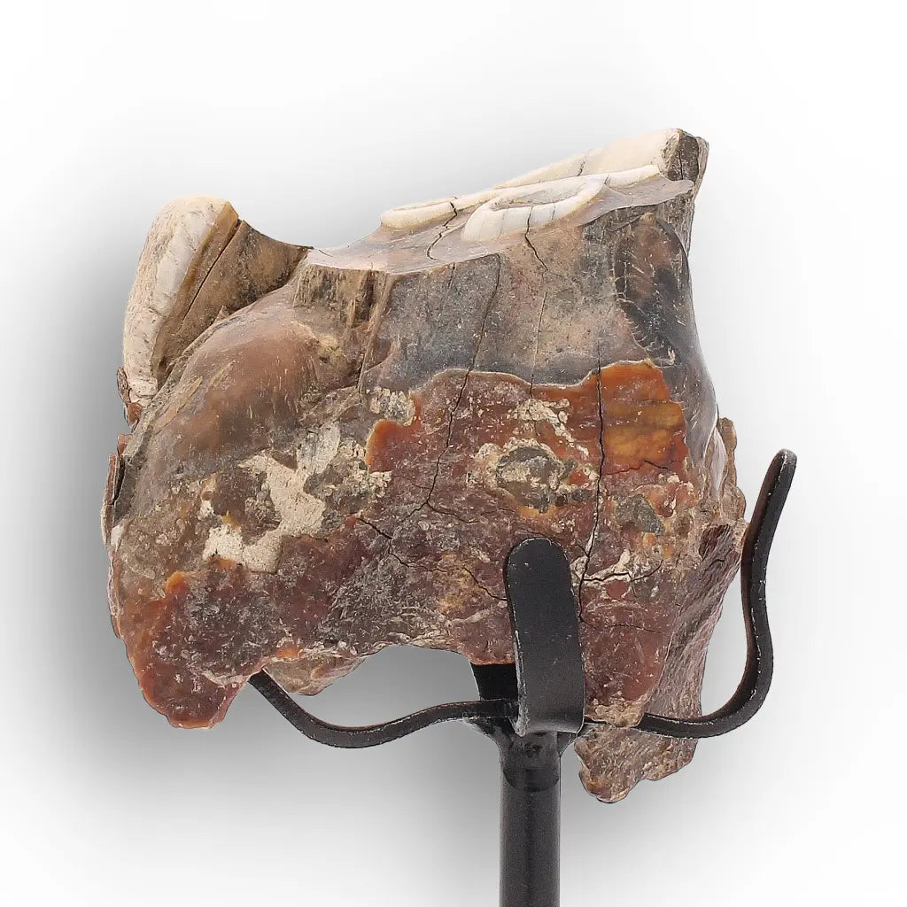 Get your Ice Age Woolly Rhinoceros Tooth Fossil – Siberian Find online now or in store at Forever Gems in Franschhoek, South Africa