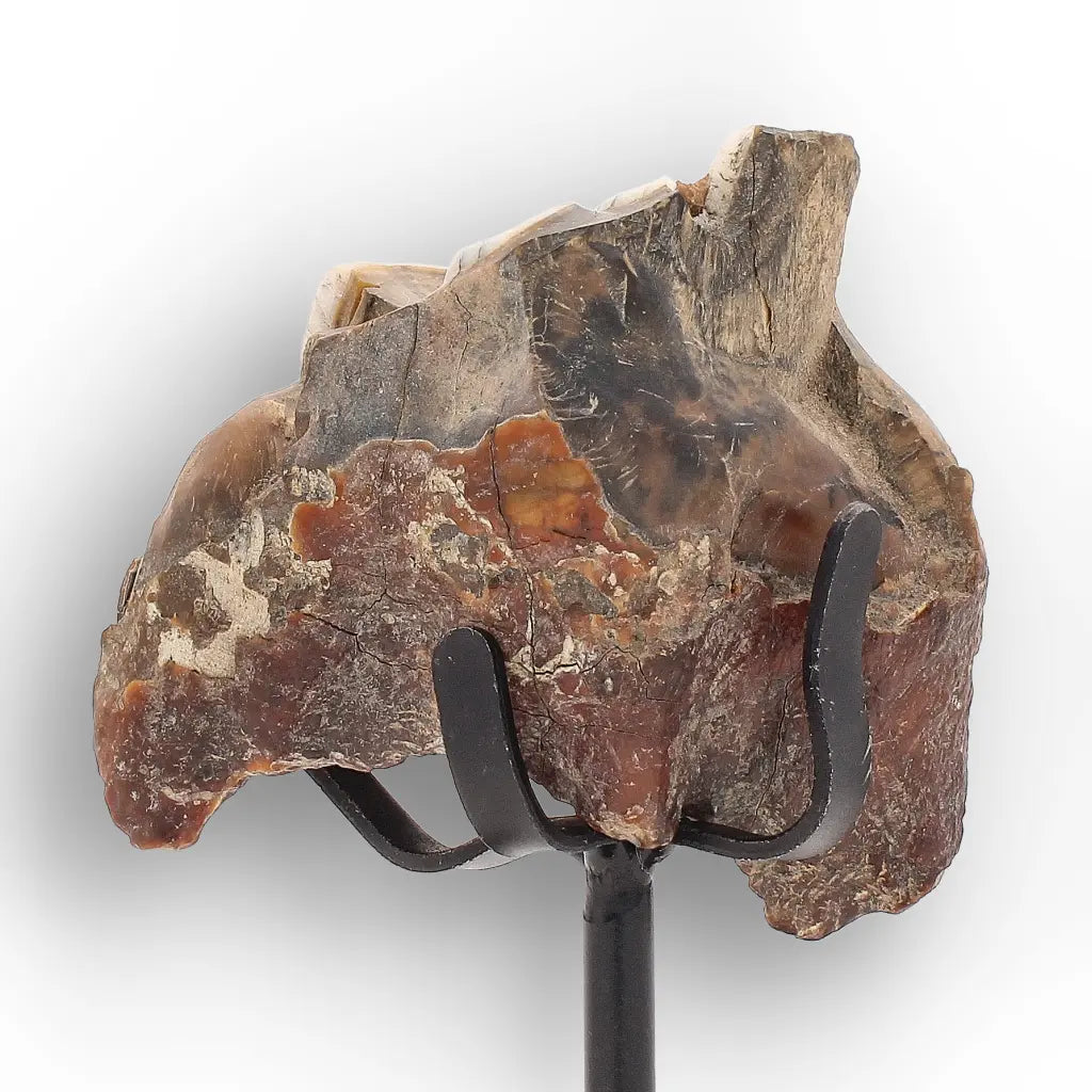 Get your Ice Age Woolly Rhinoceros Tooth Fossil – Siberian Find online now or in store at Forever Gems in Franschhoek, South Africa