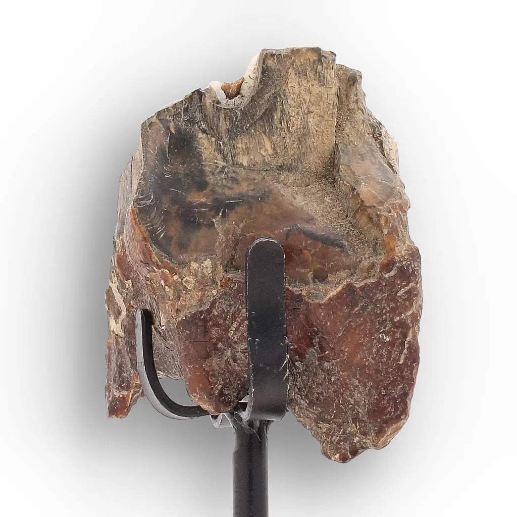 Get your Ice Age Woolly Rhinoceros Tooth Fossil – Siberian Find online now or in store at Forever Gems in Franschhoek, South Africa