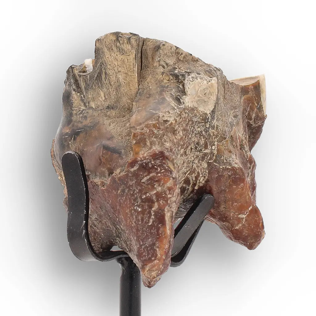 Get your Ice Age Woolly Rhinoceros Tooth Fossil – Siberian Find online now or in store at Forever Gems in Franschhoek, South Africa