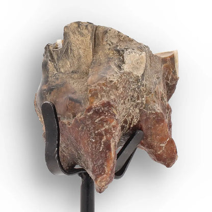 Get your Ice Age Woolly Rhinoceros Tooth Fossil – Siberian Find online now or in store at Forever Gems in Franschhoek, South Africa