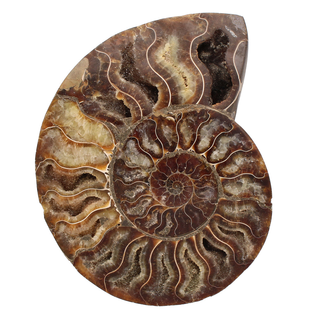 Buy your Stunning Cut and Polished Ammonite Fossil Pair online now or in store at Forever Gems in Franschhoek, South Africa