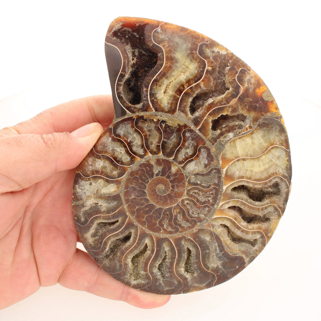 Buy your Stunning Cut and Polished Ammonite Fossil Pair online now or in store at Forever Gems in Franschhoek, South Africa