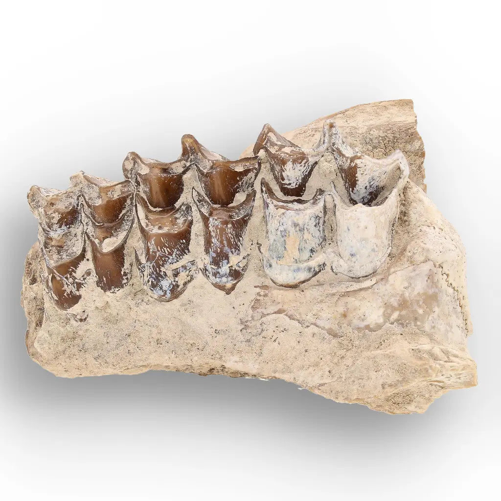 Oreodont Jaw Fossil with Teeth – Wyoming White River Find
