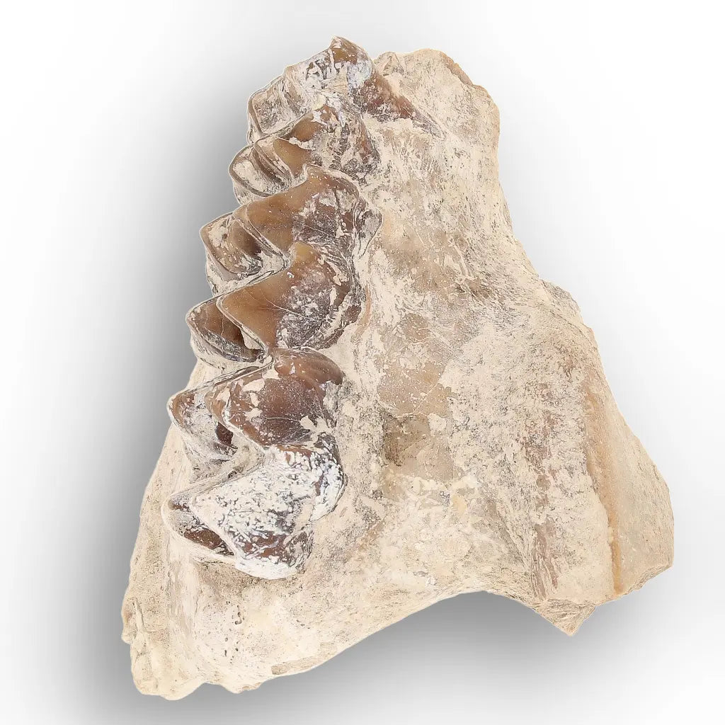 Oreodont Jaw Fossil with Teeth – Wyoming White River Find