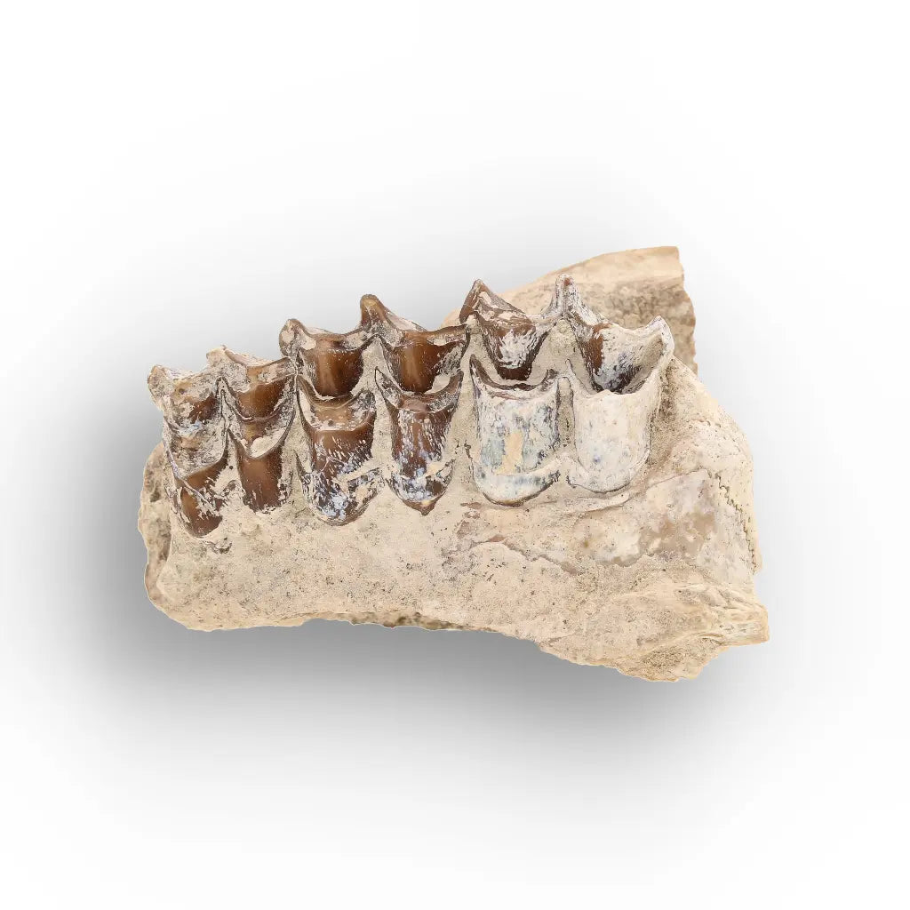 Oreodont Jaw Fossil with Teeth – Wyoming White River Find