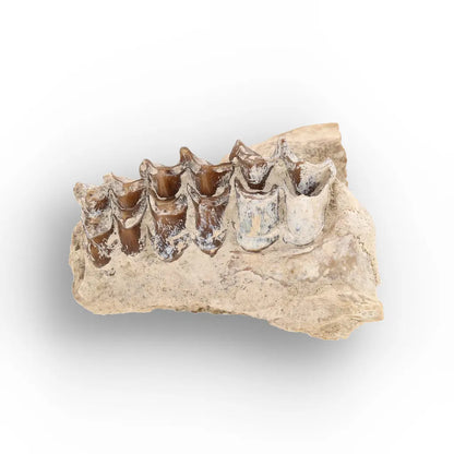 Oreodont Jaw Fossil with Teeth – Wyoming White River Find