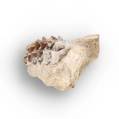 Oreodont Jaw Fossil with Teeth – Wyoming White River Find