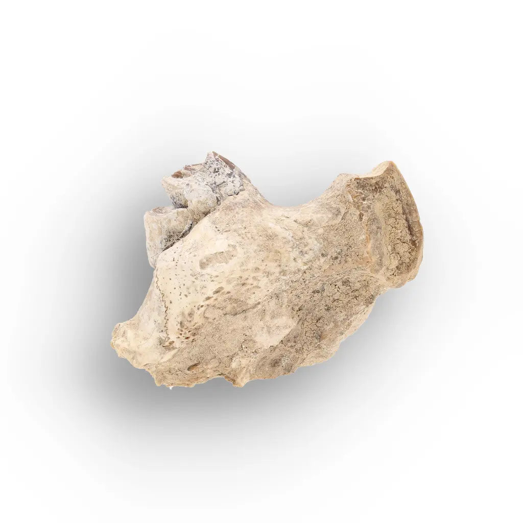 Oreodont Jaw Fossil with Teeth – Wyoming White River Find