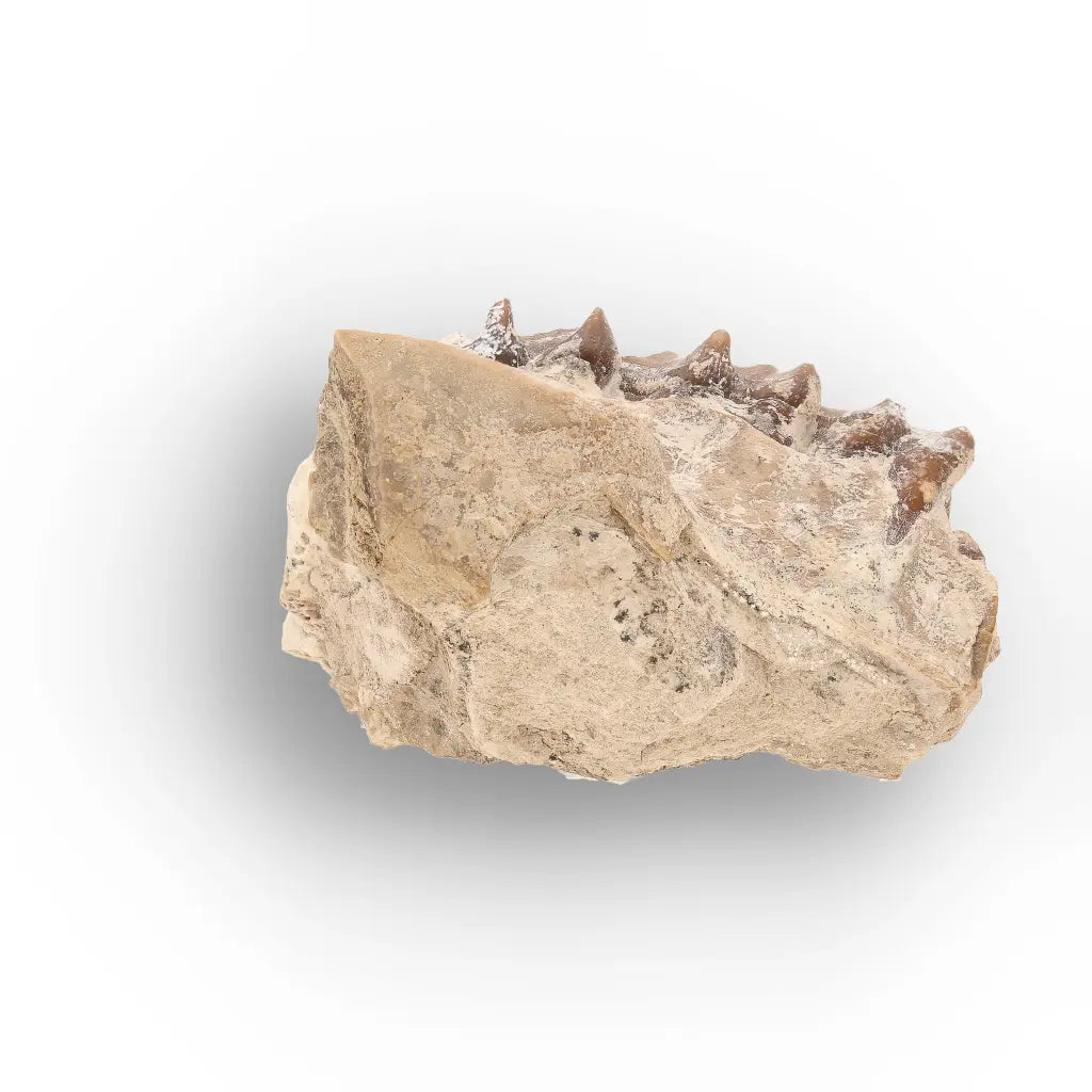 Oreodont Jaw Fossil with Teeth – Wyoming White River Find