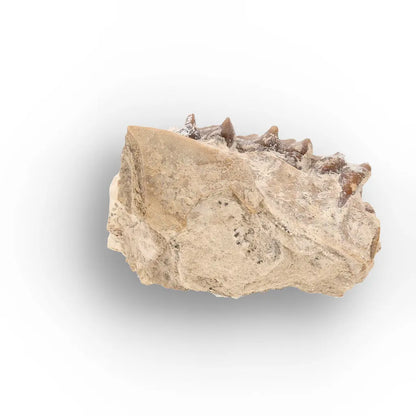Oreodont Jaw Fossil with Teeth – Wyoming White River Find