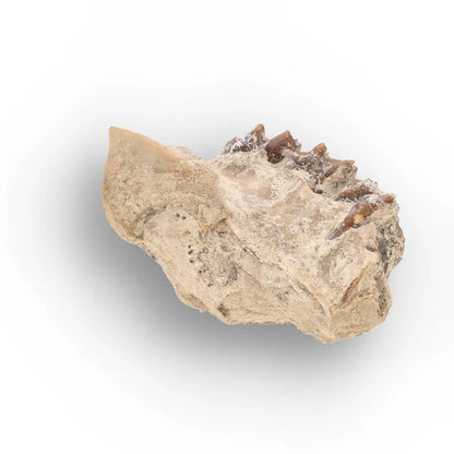 Oreodont Jaw Fossil with Teeth – Wyoming White River Find