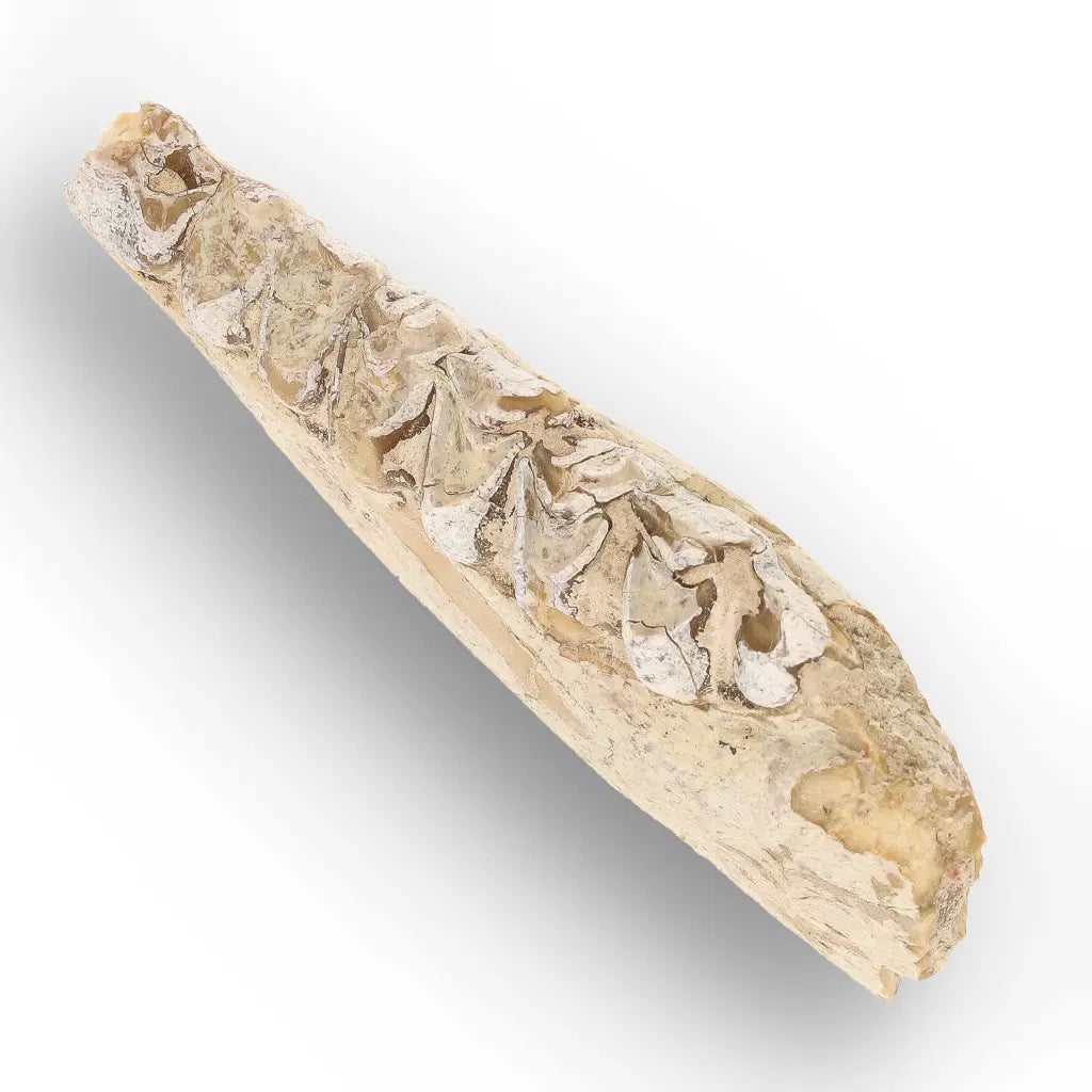 Oreodont Merycoidodon Jaw Fossil with Teeth – Wyoming